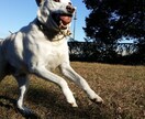 愛犬との楽しい暮らしをプロデュースします しつけ相談を含め、愛犬との暮らしに役立つ情報をお伝えします イメージ4