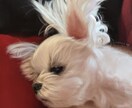 ペットのリアルな似顔絵を描きます iPadでリアルなデジタル絵を提供します。 イメージ6