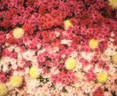 画像編集や資料作成を彩ります かわいい！使いたい！きれい！をモットーに撮影してます‪ イメージ5