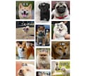 写真からうちの子オリジナルシールデザイン作ります ☆ペットやお子様の写真から世界に一つのシール！ イメージ2