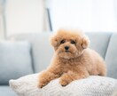60分チャットし放題☆　あなたの心を癒します 後悔させません！あなたにとって最高の聞き相手になります♪ イメージ9