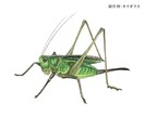 写実的なデジタル水彩風イラストカットお描きします 書籍・図鑑等印刷物に♪植物、生き物のイラストお任せください イメージ4