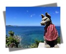 開運・厄払い祈祷✨遠隔祈祷で本気で運気を上げます ☆人生をより良く幸せにするのは一歩踏み出す力と良寛の祈祷です イメージ5