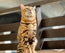 動画編集、撮影、脚本、など0から映画制作ができます できないことはない、注文するかどうか。 イメージ1