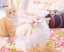1人だけに1時間チャット相手します 女子も男子も1時間色んな話をしよう♡ イメージ1