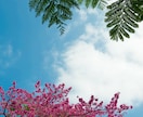 桜の写真を提供いたします 沖縄に咲く桜（ソメイヨシノ）と空のコラボレーション イメージ10