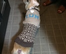 犬のセーターの編み図作ります 愛犬ちゃんにオリジナルデザインのセーターを編んであげましょう イメージ7