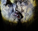 昆虫採集のコツ、詳しく教えます クワガタ・カブト探しには自信があります。お任せください。 イメージ3