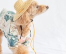 遊びながら撮る！わんちゃんと家族の記念を撮ります 大切な家族のわんちゃんとの、一生の思い出をプロが撮影します。 イメージ4