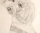 あなたの愛犬を鉛筆画に♪保護犬チャリティーしてます 丁寧にご要望を聞いて、五時間以上かけて大切に仕上げます。 イメージ6
