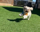 お客様にあった犬種をご提案いたします 細かなヒアリング/元ペットショップ店員(4年勤続) イメージ3