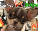 あなたの時間にチワワのYouTubeライブします チワワ、犬好きな人、動物好きな人など、 イメージ3