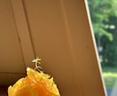カフェ向けデザートの商品開発をお手伝いします 現場経験を活かし、季節感のある一皿をご提案します イメージ6