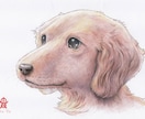 ペット・動物似顔絵お描きします 可愛いペット・動物を鉛筆／色鉛筆でスケッチ風、写実系似顔絵に イメージ6