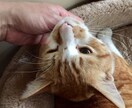捨て猫さんの育て方お伝えできます 捨て猫さん3匹目です。現在2匹います。 イメージ2