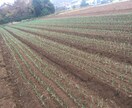農業の栽培に関することや機械の選び方の提案します 家庭菜園などのアドバイス等も受け付けております。 イメージ1