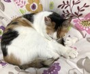 悩みや愚痴など親身になってお聞きします 悩み、愚痴などお話し聞きます。よろしくお願いします。 イメージ1