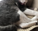 写真から霊視➕様々な占術でコミニュケーションします ♥️亡くなられた方もOKです♪ワン猫✨ココナラ2000件以上 イメージ8