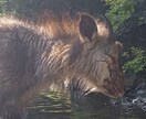 あなたの代わりに行ってきます 外出が難しい方の代わりに行ってきます！ イメージ5