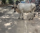 インド旅(面倒くさがり屋さん向け)一緒に計画します インド一人旅(４回経験者)の安くて、楽しくて、安全な旅♪ イメージ7
