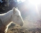 アリゾナから馬のファミリーの写真をお届けします☆彡 イメージ3