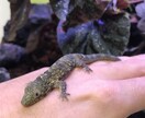爬虫類、両生類の飼育方法を飼育員目線で教えます 生体が餌を食べない、大きくならないと感じたあなたへ！ イメージ3