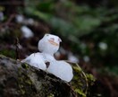 綺麗な風景の写真を提供します 加工用の元写真が欲しい方、風景の写真が好きな方へ イメージ5
