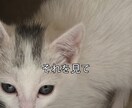 ショート動画のキャプション入れます Instagram・TikTok動画のキャプション入れ イメージ2