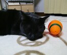 保護猫さんとあなたが幸せになる方法伝えます 子猫を保護した方、保護猫さんを迎え入れたい方ご覧ください！ イメージ2