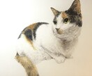 心を込めたペットの似顔絵描きます 大切な家族を色鉛筆で命を吹き込みます イメージ2