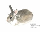 原画郵送：写真からペット肖像画を色鉛筆で描きます 大切な「うちの子」を、世界に一枚だけの手描き作品に イメージ2