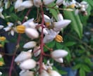 あなたにぴったりな花言葉選びます 可憐な見た目の花、堂々としている花。あなたの花は何かな？。 イメージ2