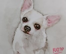 あなたの大切な愛犬を水彩で描きます 淡い色合いで、ピンク色で名前を入れます！原画発送無料 イメージ1
