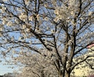 日本語で楽しく学習しながら会話します 教科書にはないリアルな日本語と日本文化を楽しみながら学ぼう！ イメージ4