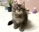 パニック障害・躁鬱メンタルケアします メンタルケア　サポート致します。 イメージ1