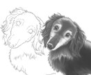 うちの子塗り絵お描きします ペットなどのお好きな動物を自分色で彩ってみませんか イメージ2