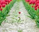 相続税がいくらかかるかシミュレーションします 【相続・贈与に強い東京税理士会所属税理士におまかせ下さい。】 イメージ4