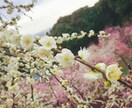 電話☆こころの悩み相談、話し相手を致します こころの相談、話し相手、愚痴聞き。職場のストレス緩和に。 イメージ1