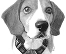 猫、犬等ペットの似顔絵をモノクロでリアルに描きます 鉛筆画、パステルなどで白黒の小動物を写真のように描きます イメージ1