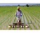 自然栽培米（無肥料・無農薬栽培）お米つくり教えます 家族の為に健康で暮らせる超美味しいお米を作ろう イメージ15
