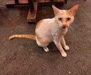 どうしたらいいかわからない方へ励まします きっと自分自身前向きになります。 イメージ1