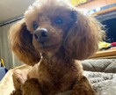 ワンちゃん、ネコちゃんの相談のります 元動物看護師からの目線でお話しします イメージ1