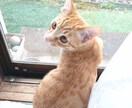 貴方が抱えている不満や愚痴聞きます 会社・学校での不満、恋愛での心配等曝け出してみませんか？ イメージ1
