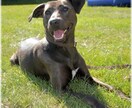 犬猫との暮らしの中での疑問、相談にお答えします 現役獣医師がどんな小さなことでもお答えします！ イメージ2