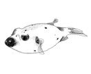 動物、虫などの生き物、人、なんでもイラストにします 線画でなんでも描きます♪どうぞお気軽にご相談下さい♪ イメージ4