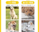 ペットのお写真でオリジナルTシャツつくります 写真と名前を送るだけ。ペットとの思い出に。プレゼントOK！ イメージ7