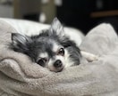 愛犬のための手作り食【リピーター様専用】になります ★リピーター様の専用サービスです★ イメージ3