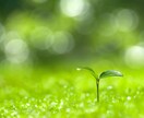 あなたの心の奥にあるモヤモヤの種を見つけて癒します 現役ナースひかりの『心の健康・相談室』心の傷を癒します！ イメージ2