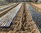農業、家庭菜園、植物全般の悩み解決します 大手種苗会社にて品種開発〜種子生産までを経験しました。 イメージ4