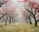 言葉を伝えます 亡くなった大切な人からの伝言を伝えます。 イメージ10